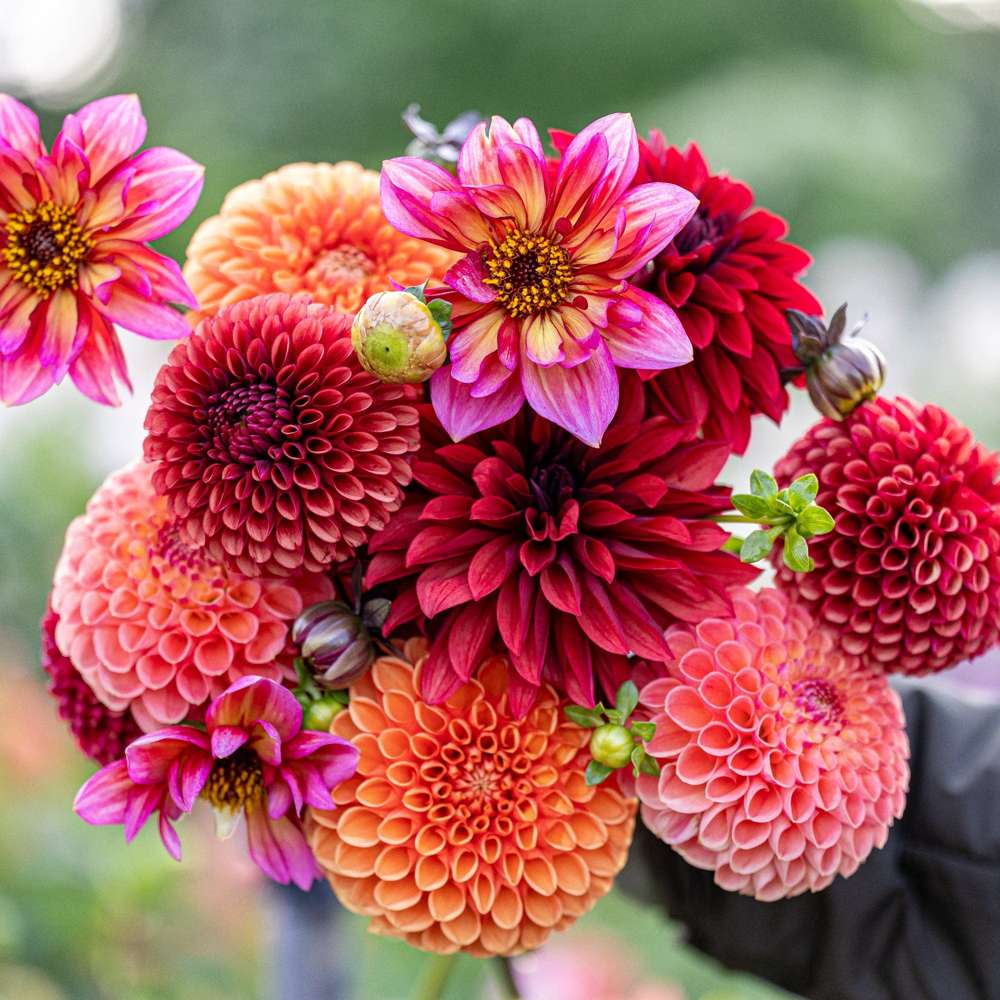 Dahliamix 'Copper Cuddle'